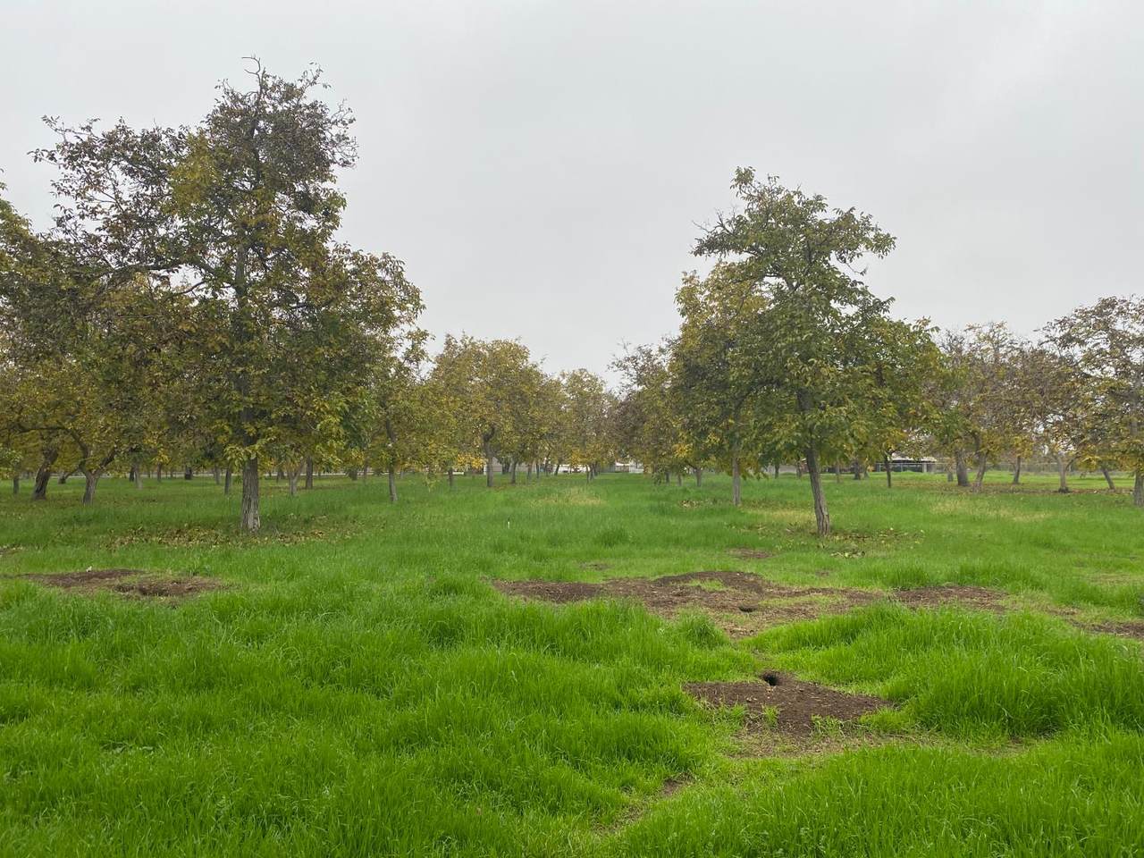 https://bt-photos.global.ssl.fastly.net/sacramento/1280_boomver_1_560960383-2.jpg