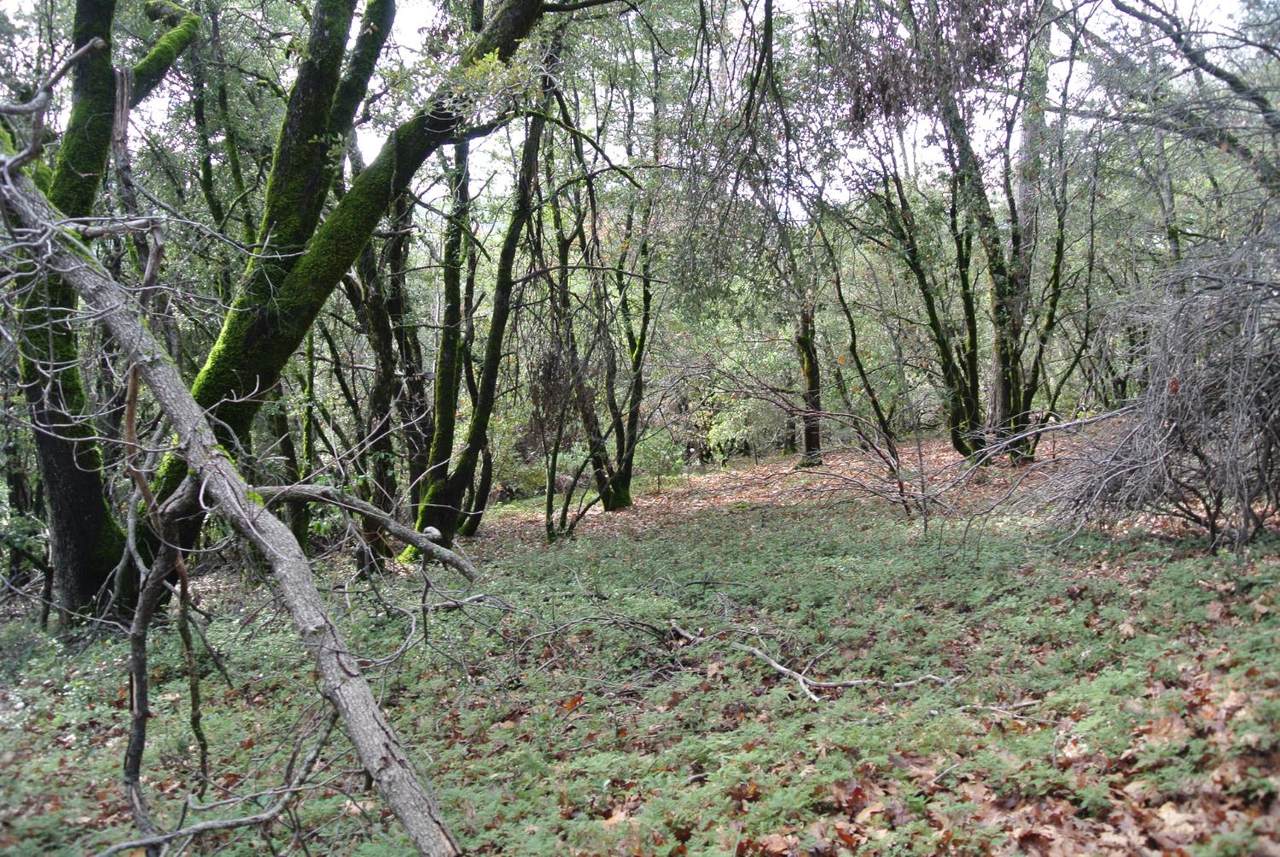 https://bt-photos.global.ssl.fastly.net/sacramento/1280_boomver_1_560960835-2.jpg