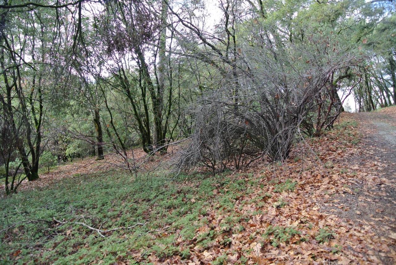 https://bt-photos.global.ssl.fastly.net/sacramento/1280_boomver_1_560960835-2.jpg