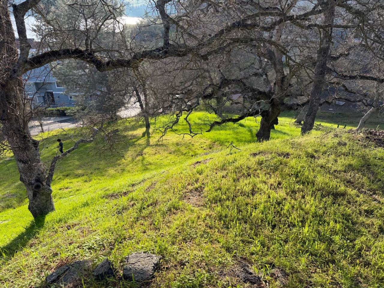 https://bt-photos.global.ssl.fastly.net/sacramento/1280_boomver_1_560970836-2.jpg