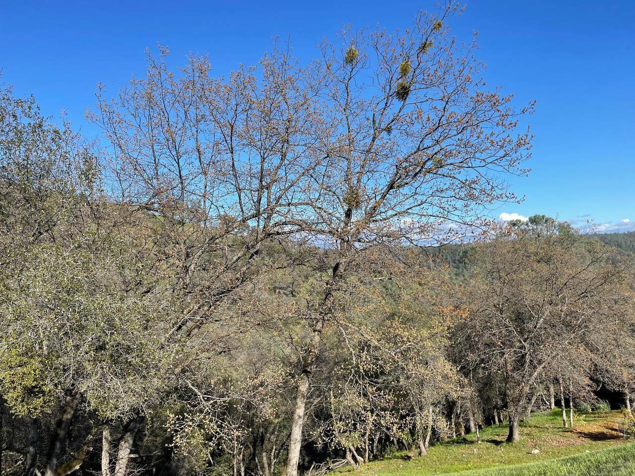 https://bt-photos.global.ssl.fastly.net/sacramento/1280_boomver_1_560971257-2.jpg