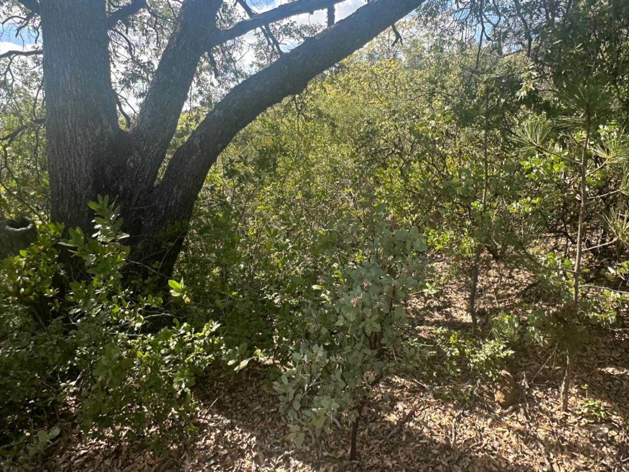 https://bt-photos.global.ssl.fastly.net/sacramento/1280_boomver_1_560971571-2.jpg