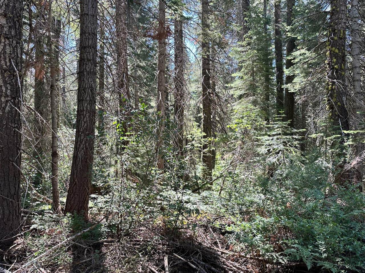 https://bt-photos.global.ssl.fastly.net/sacramento/1280_boomver_1_560975595-2.jpg