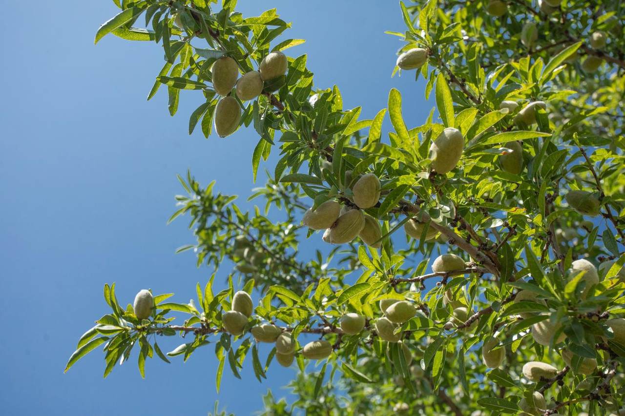 8972 Palermo Honcut Highway - Photo 1