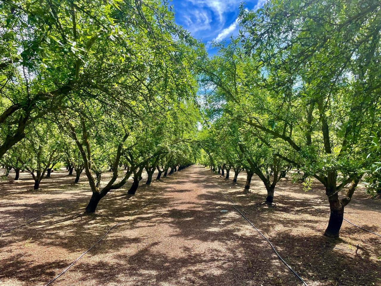 0 Blue Gum Avenue - Photo 1