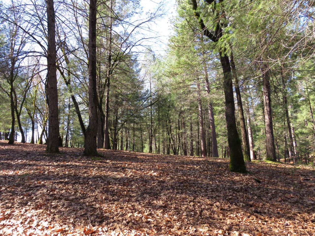 0 Forest Lake Place - Photo 1