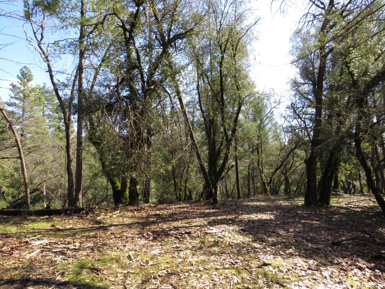 0 Forest Lake Place - Photo 1