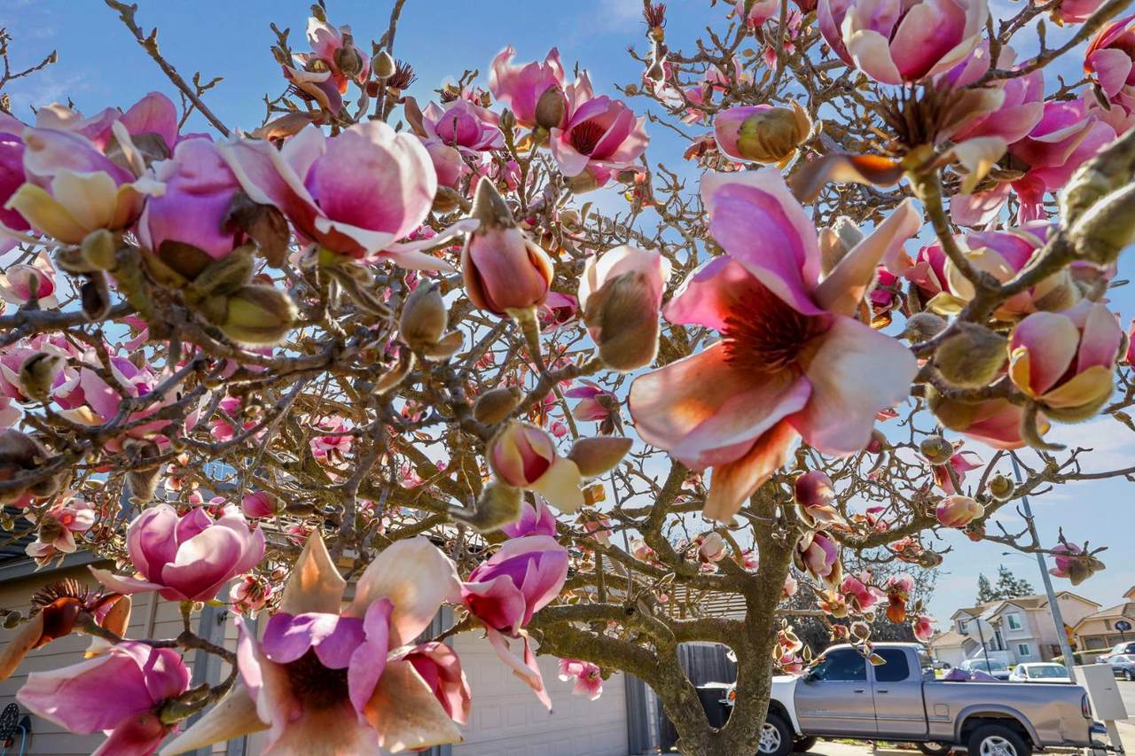 https://bt-photos.global.ssl.fastly.net/sacramento/1280_boomver_1_561040495-2.jpg