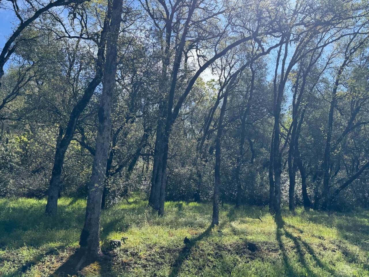 https://bt-photos.global.ssl.fastly.net/sacramento/1280_boomver_1_561049278-2.jpg