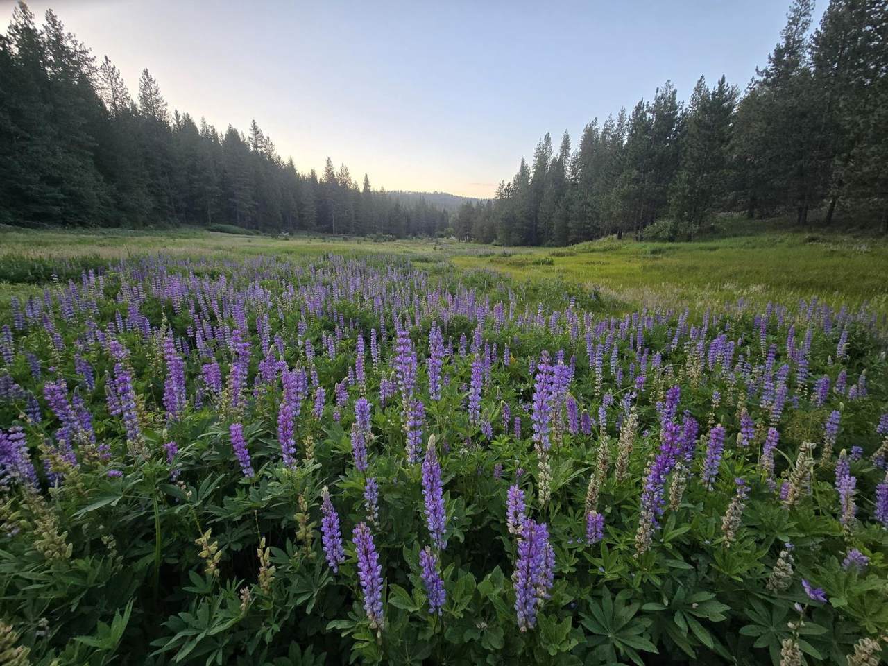 https://bt-photos.global.ssl.fastly.net/sacramento/1280_boomver_1_561231936-2.jpg