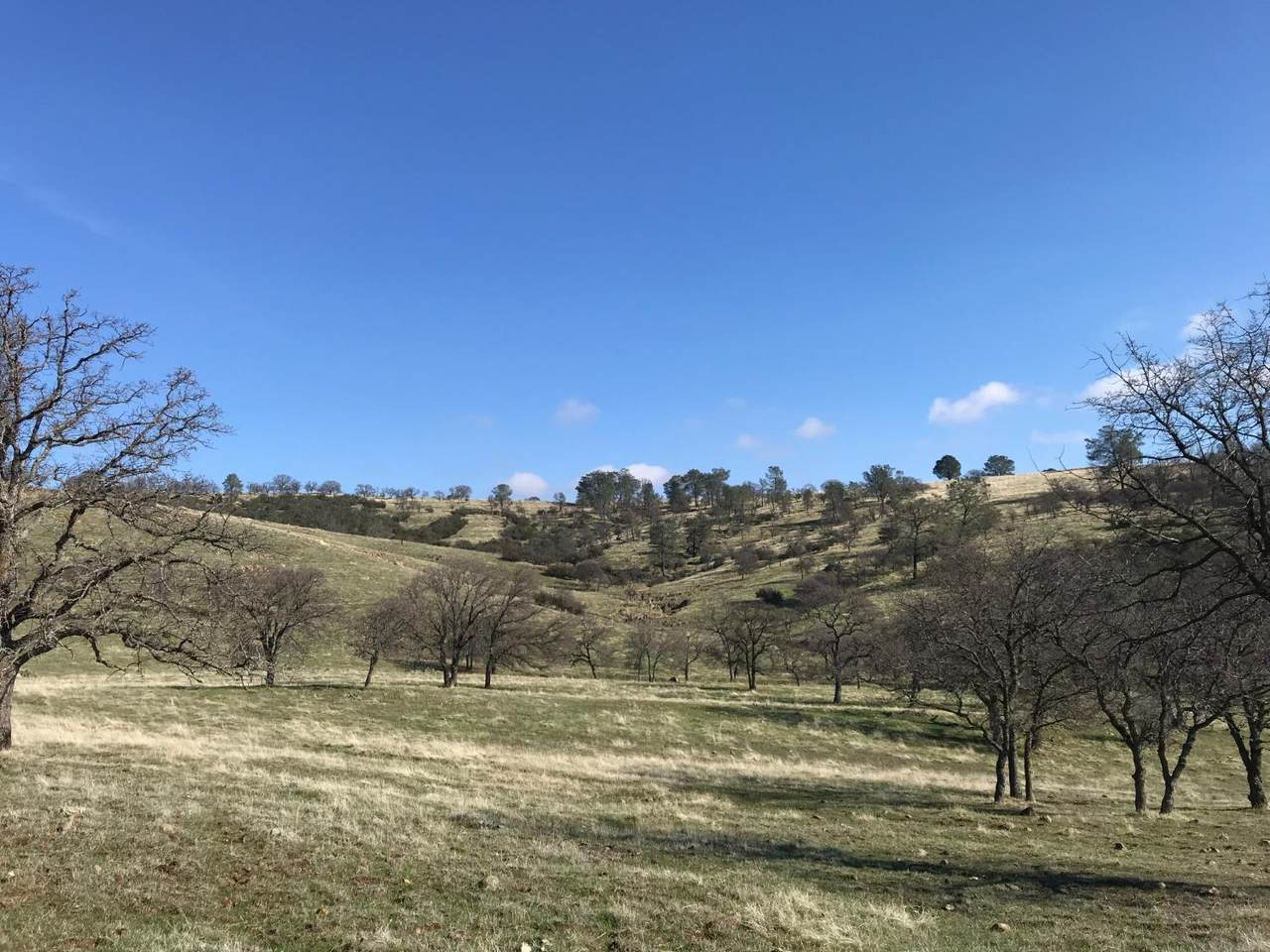 0 162.71 Acres Landford Pacheco Road - Photo 1