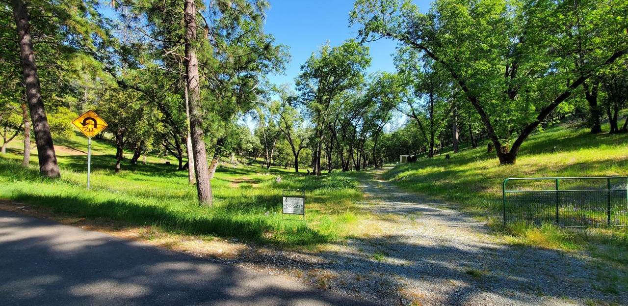 20631 Jaguar - Photo 1