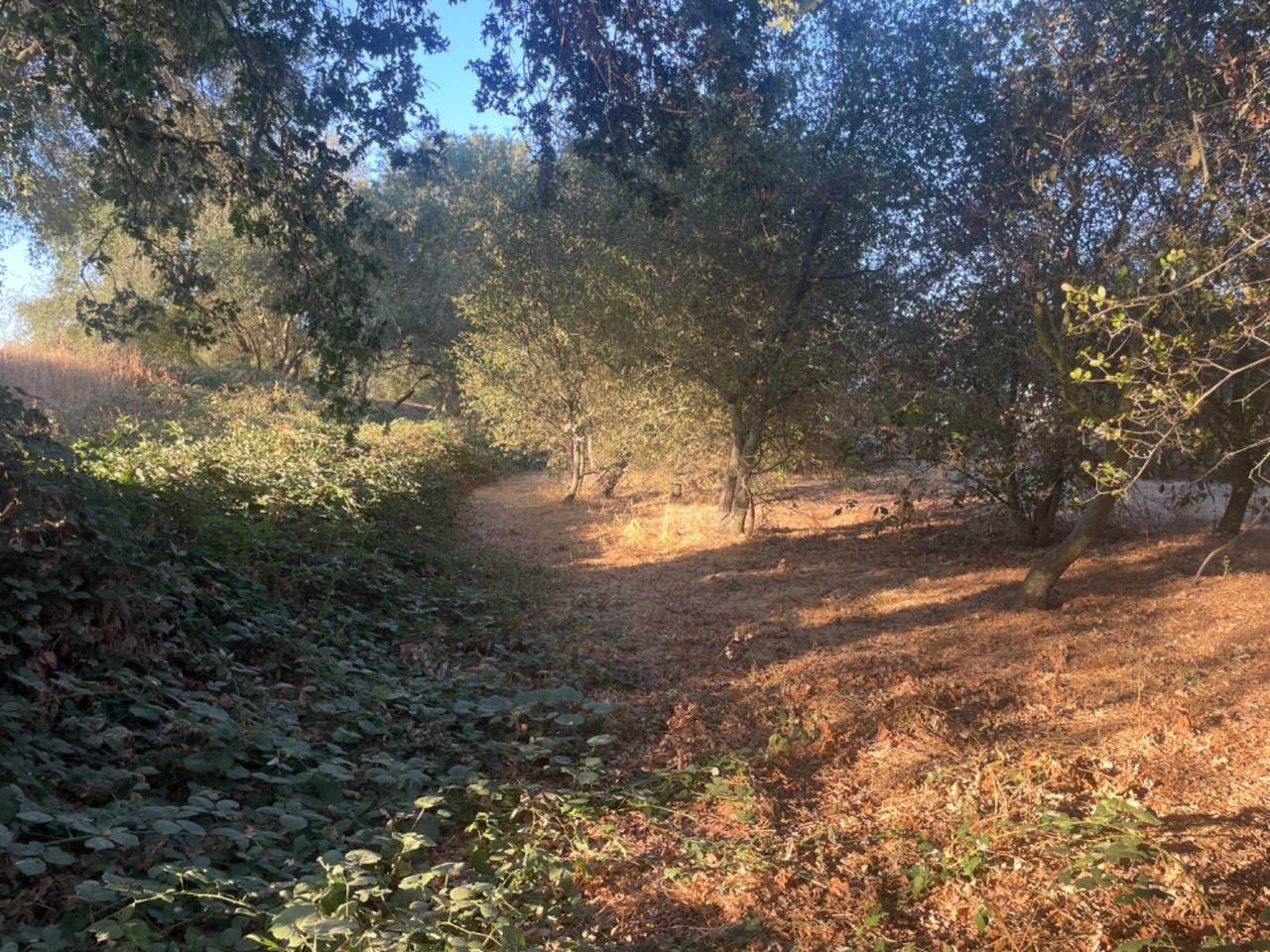 https://bt-photos.global.ssl.fastly.net/sacramento/1280_boomver_2_560901591-2.jpg