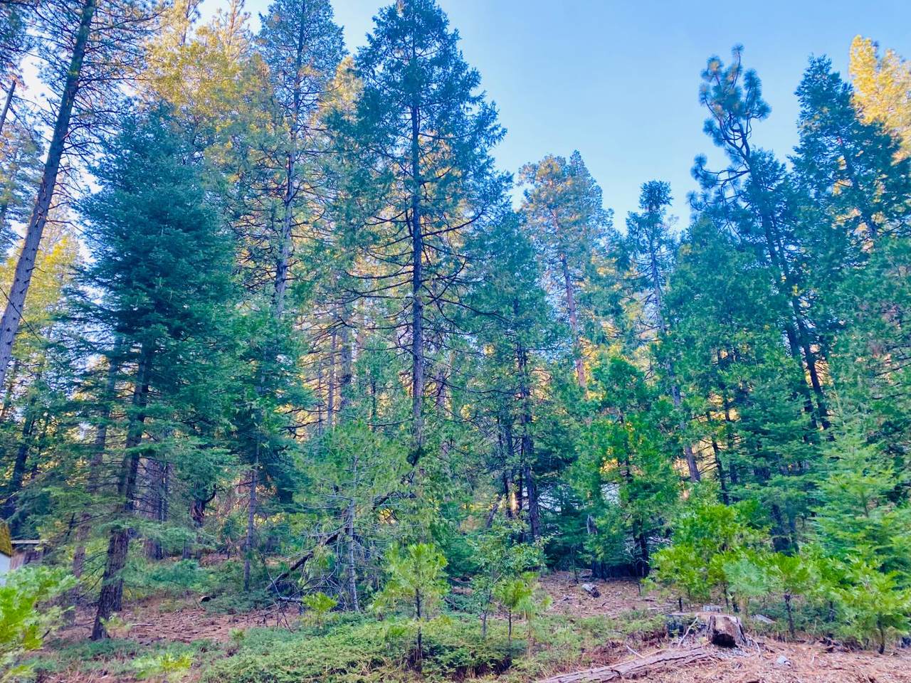 1557 Lily Valley Cir. - Photo 1