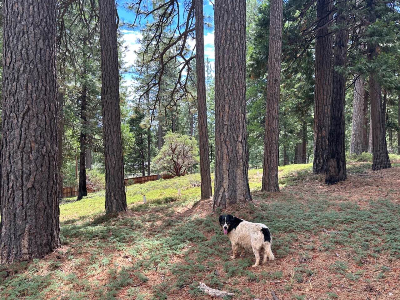 27460 State Highway 88 - Photo 1