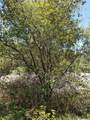 0 Moshiron Drive - Photo 10