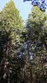 14961 Robbins Ranch Road - Photo 6