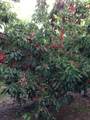 0 Bear Mountain Boulevard - Photo 2