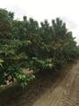 0 Bear Mountain Boulevard - Photo 3