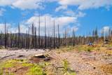 10020 Grizzly Flat Road - Photo 3