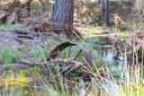 0 Fiske Road - Photo 8
