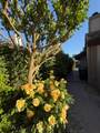 14704 Guadalupe Drive - Photo 51