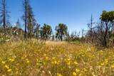 0 Pine Flat Road - Photo 43