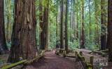 4290 Cazadero Highway - Photo 21