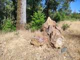 12226 Pine Cone Circle - Photo 11