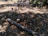13762 Lightning Tree Road - Photo 4
