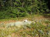 0 Steamers Ravine Road - Photo 11