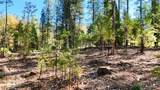13492 Gracie Road - Photo 73