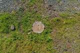 14994 Fremont Mine Road - Photo 6