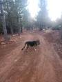 19855 Incense Cedar Trail - Photo 28