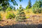 30100 Foresthill Road - Photo 84