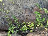 0 Sheep Ranch Road - Photo 28
