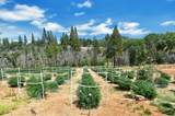 6640 Railroad Flat Road - Photo 43