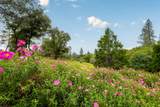 10360 Oak Canyon Drive - Photo 56