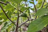 35670 Yellowstone Avenue - Photo 94