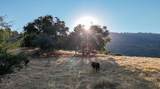 0 Whitaker Forest Road - Photo 13