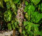 1810 Mezger Drive - Photo 58