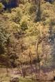 3558 Sheep Ranch Road - Photo 5