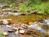 3558 Sheep Ranch Road - Photo 9