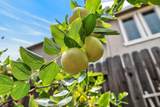 2073 Owl Meadow Street - Photo 64