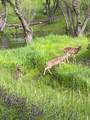 3781 Cattle Drive - Photo 72