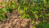 17000 Shake Ridge Road - Photo 45
