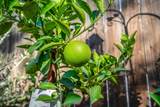 5112 Kovanda Avenue - Photo 46