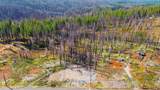 10020 Grizzly Flat Road - Photo 12