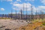 10020 Grizzly Flat Road - Photo 6