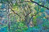0 Gold Creek Lane - Photo 8